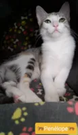 PENÉLOPE