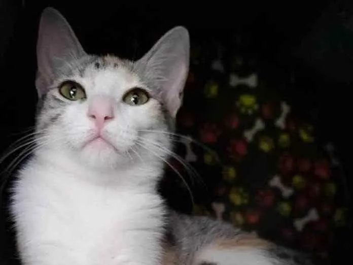 Gato ra a srd tricolor idade 2 a 6 meses nome PENÉLOPE 