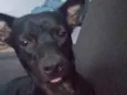 Salsicha
