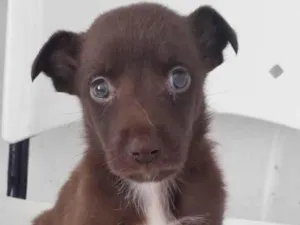 Cachorro raça SRD idade 2 a 6 meses nome HARRY