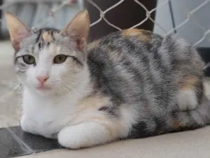 Gato raça srd tricolor idade 2 a 6 meses nome PENÉLOPE 