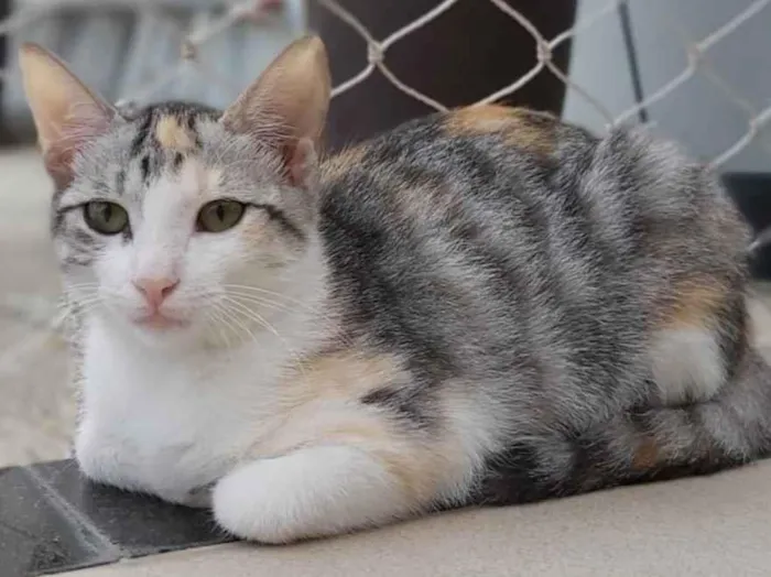 Gato ra a srd tricolor idade 2 a 6 meses nome PENÉLOPE 
