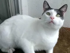 Gato raça srd bicolor idade 1 ano nome JOHN