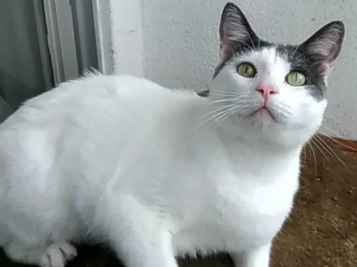 Gato ra a srd bicolor idade 1 ano nome JOHN