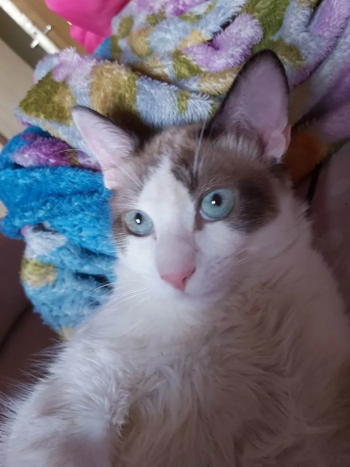 Gato raça Srd idade 2 anos nome Pitico