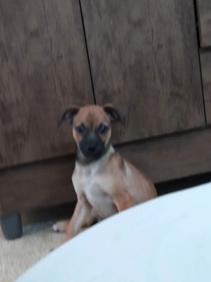 Cachorro ra a SRD idade 2 a 6 meses nome Fiona 