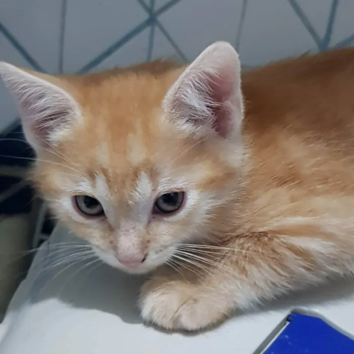 Gato ra a Felino SRD idade Abaixo de 2 meses nome Filhote amarelinho