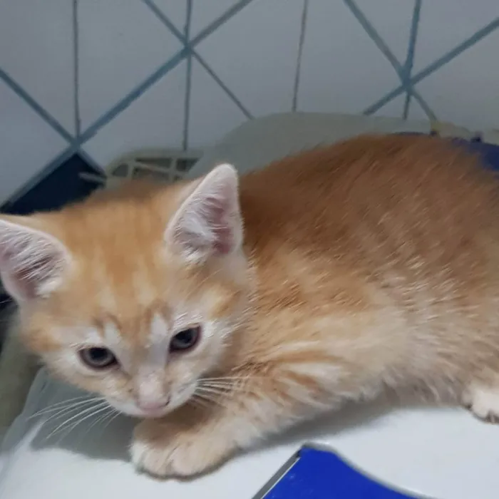 Gato ra a Felino SRD idade Abaixo de 2 meses nome Filhote amarelinho