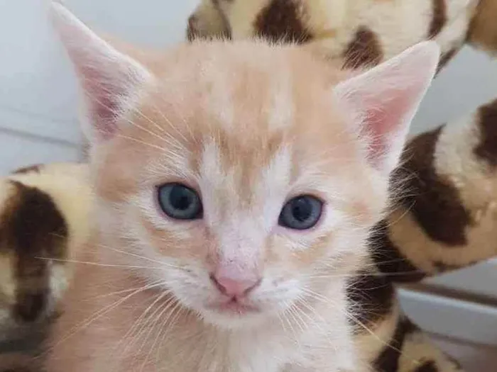 Gato ra a Felino SRD idade Abaixo de 2 meses nome Filhote amarelinho