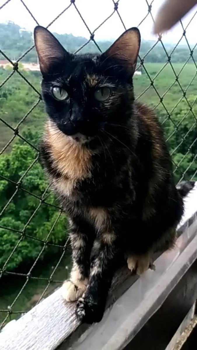 Gato ra a Srd idade 5 anos nome Meg