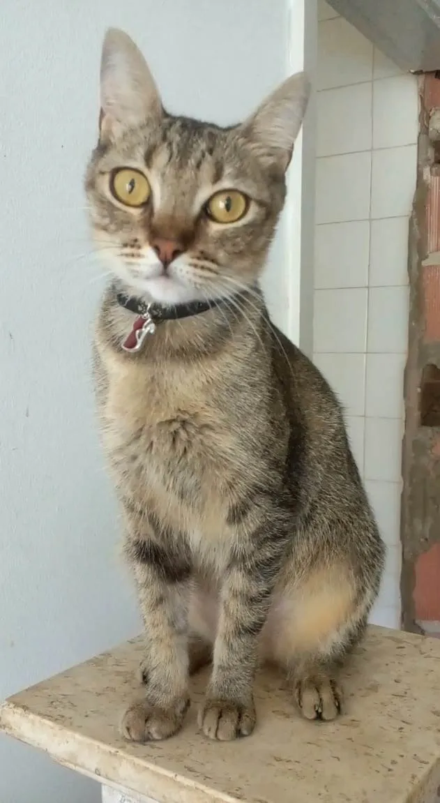Gato ra a Srd idade 1 ano nome Maya