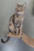 Maya
