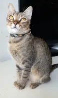 Maya
