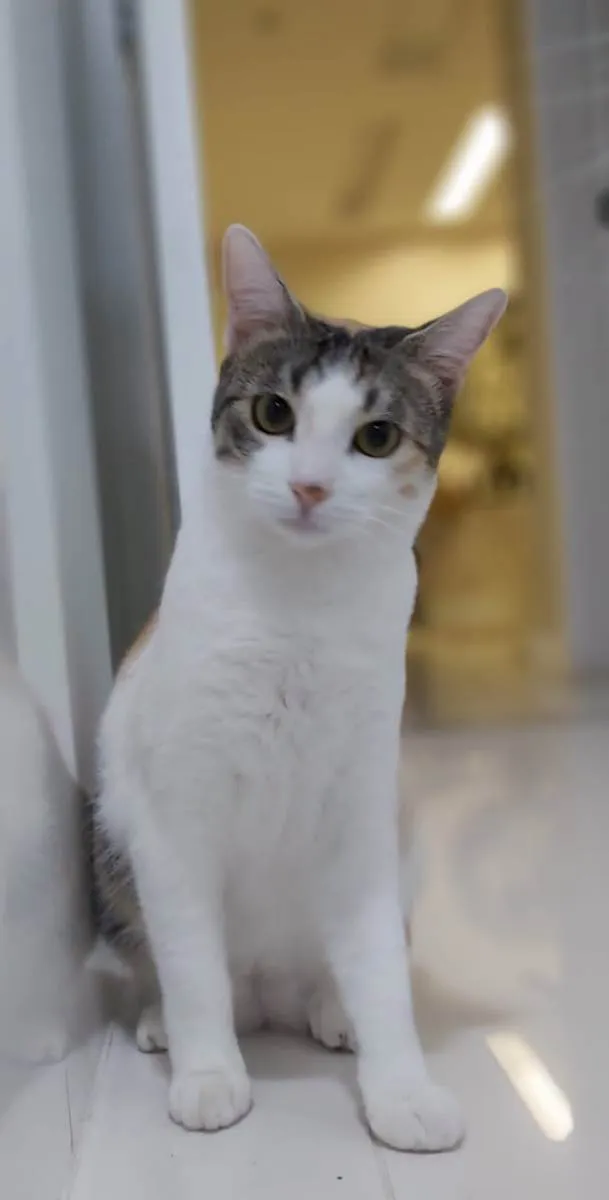 Gato raça Srd idade 2 a 6 meses nome MEL