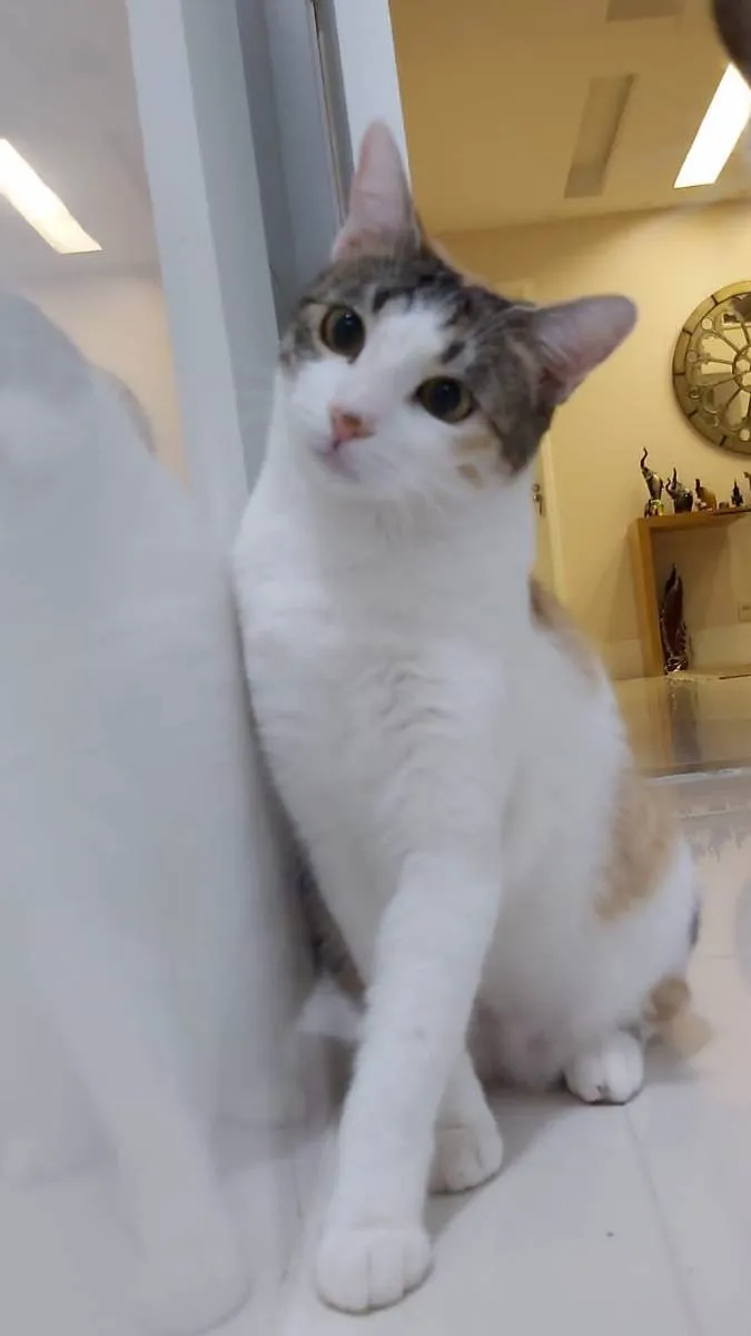 Gato raça Srd idade 2 a 6 meses nome MEL