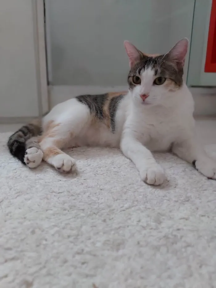 Gato raça Srd idade 2 a 6 meses nome MEL