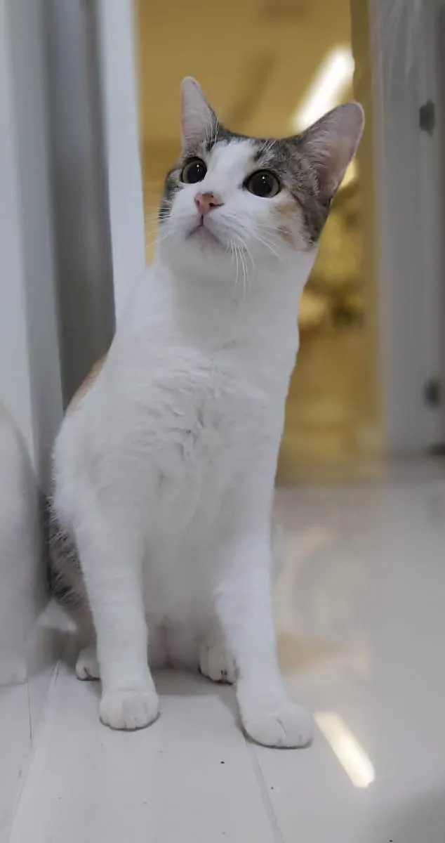 Gato raça Srd idade 2 a 6 meses nome MEL