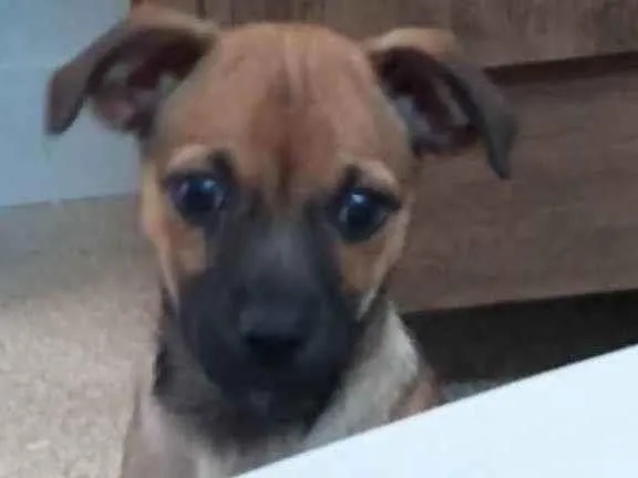 Cachorro ra a SRD idade 2 a 6 meses nome Fiona 