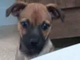 Fiona