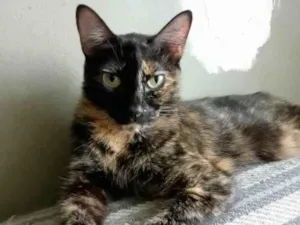 Gato raça Srd idade 5 anos nome Meg