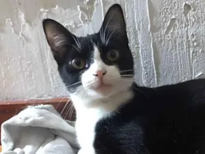 Gato raça Srd idade 1 ano nome Margo