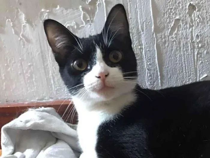Gato ra a Srd idade 1 ano nome Margo
