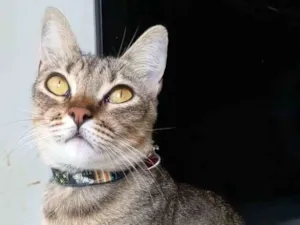 Gato raça Srd idade 1 ano nome Maya