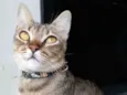 Maya