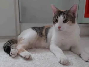 Gato raça Srd idade 2 a 6 meses nome MEL