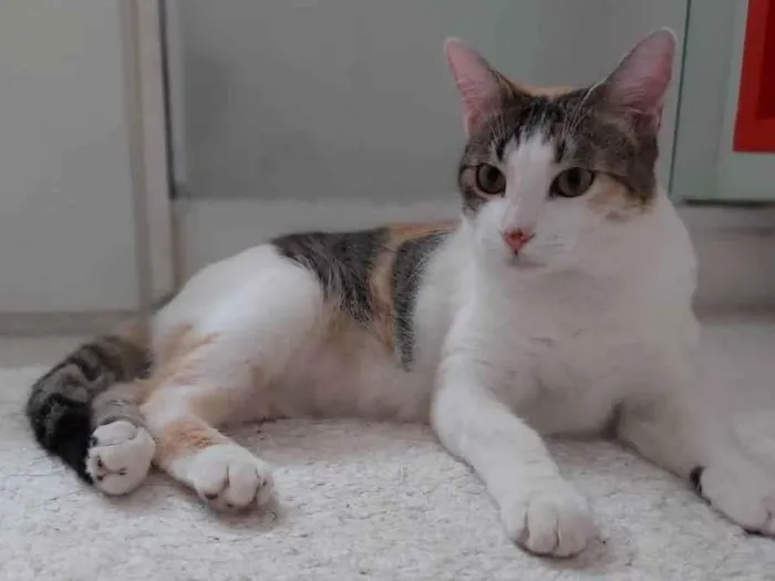 Gato raça Srd idade 2 a 6 meses nome MEL