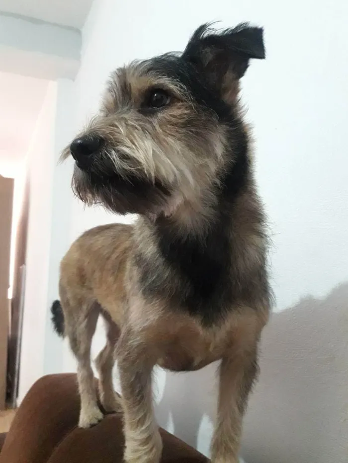 Cachorro ra a Sem raça definida  idade 4 anos nome Amora