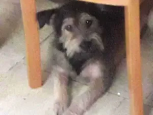 Cachorro raça Sem raça definida  idade 4 anos nome Amora