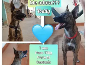 Cachorro raça SRD idade 1 ano nome Toddy