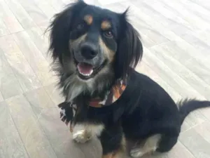 Cachorro raça Mestico idade 1 ano nome Simba