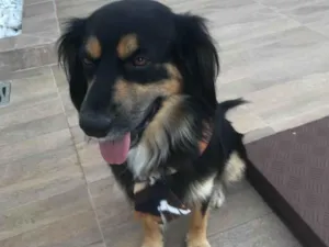 Cachorro raça Mestico idade 1 ano nome Simba