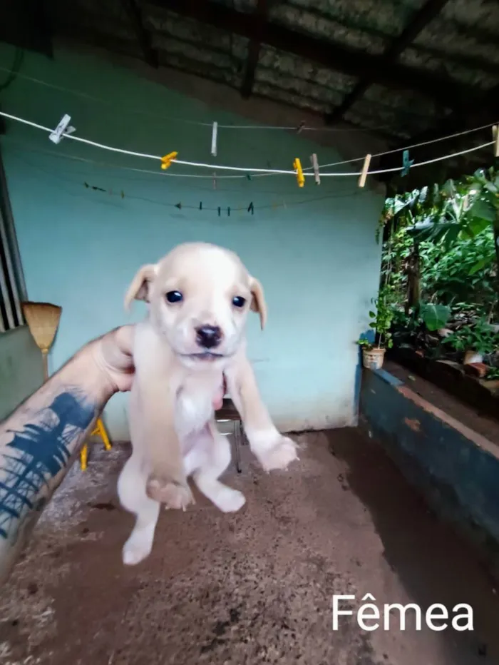 Cachorro ra a Sem raça definida idade Abaixo de 2 meses nome Não tem