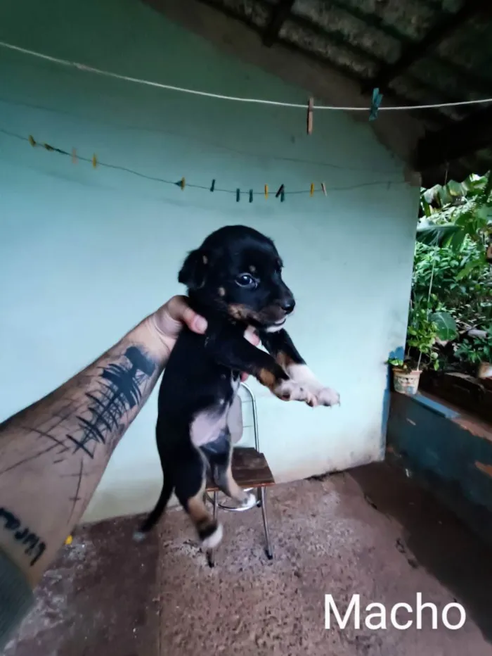 Cachorro ra a Sem raça definida idade Abaixo de 2 meses nome Não tem