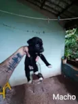 Não tem