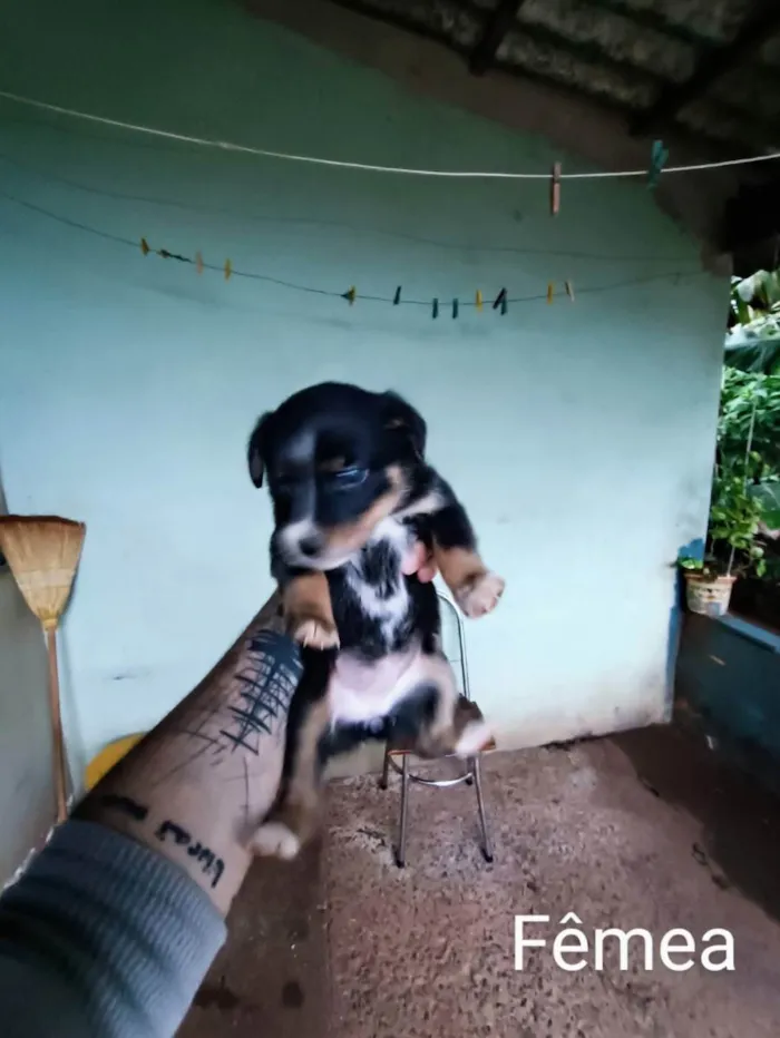 Cachorro ra a Sem raça definida idade Abaixo de 2 meses nome Não tem