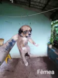 Não tem