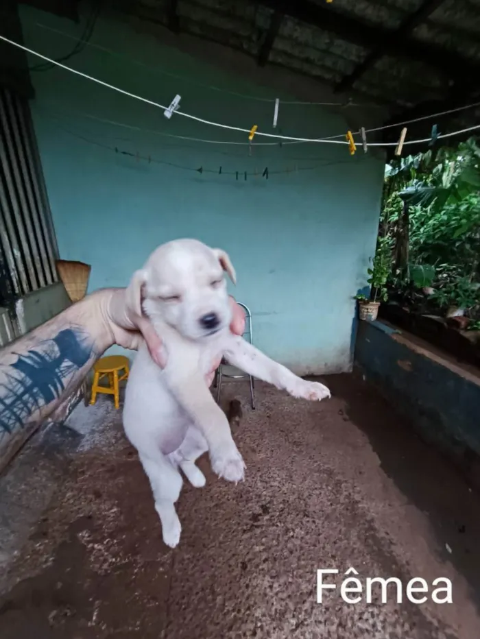 Cachorro ra a Sem raça definida idade Abaixo de 2 meses nome Não tem