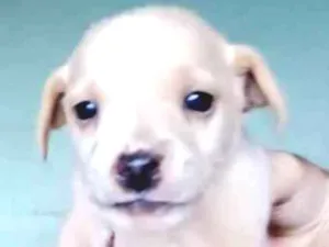 Cachorro raça Sem raça definida idade Abaixo de 2 meses nome Não tem