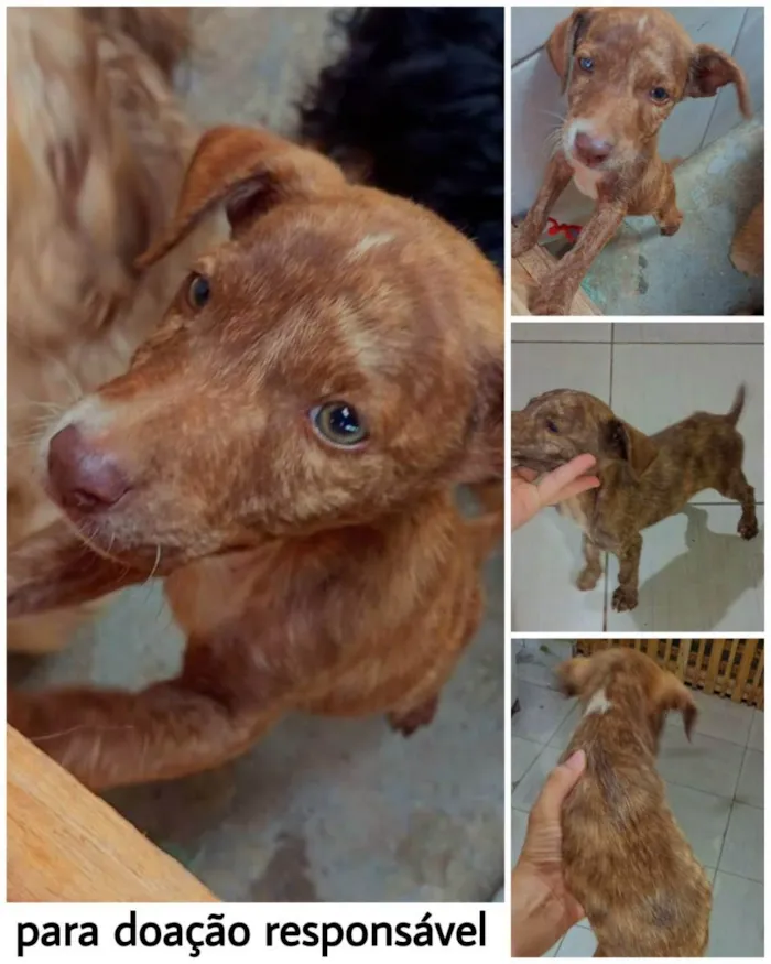 Cachorro ra a Mestiça idade Abaixo de 2 meses nome Sem nome