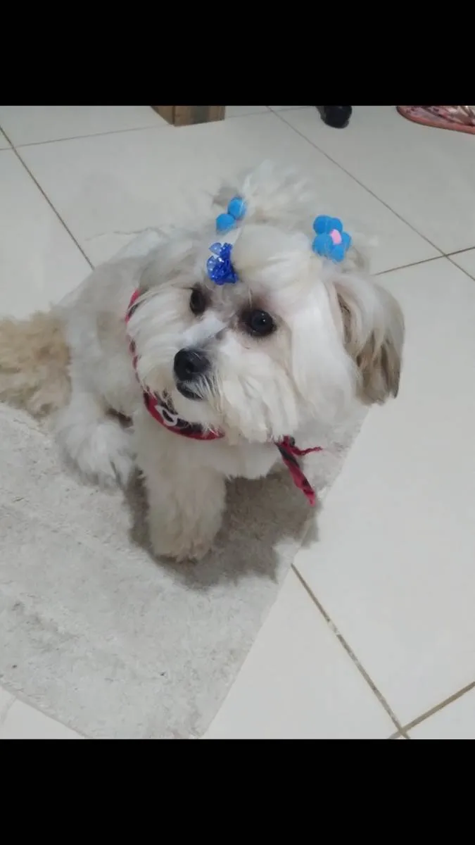 Cachorro raça Pooldo  idade 1 ano nome Charlott 