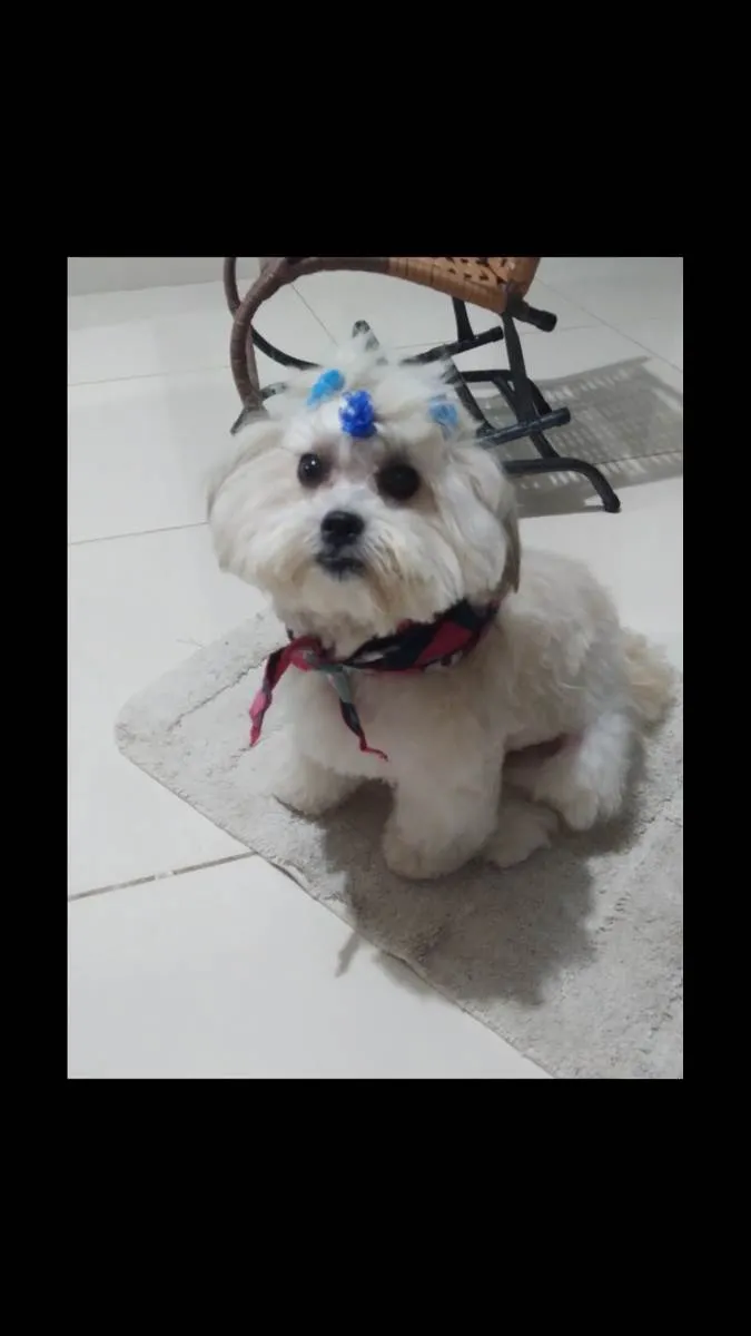 Cachorro raça Pooldo  idade 1 ano nome Charlott 