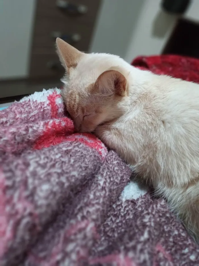 Gato ra a Nina de raça Siamesa  idade 1 ano nome Lili e Nina 