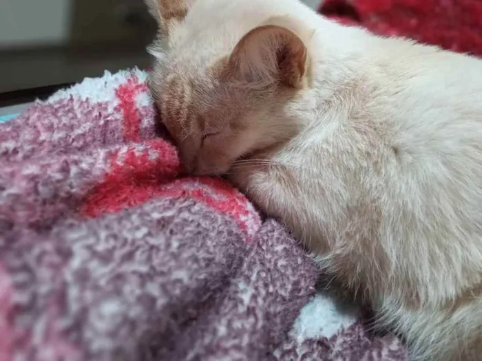 Gato ra a Nina de raça Siamesa  idade 1 ano nome Lili e Nina 