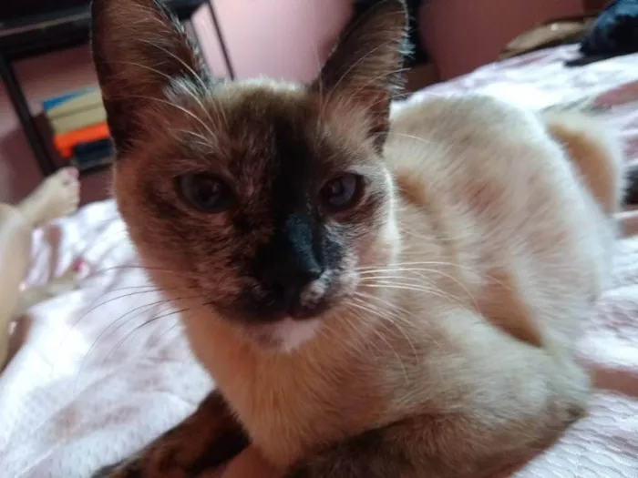 Gato ra a Nina de raça Siamesa  idade 1 ano nome Lili e Nina 