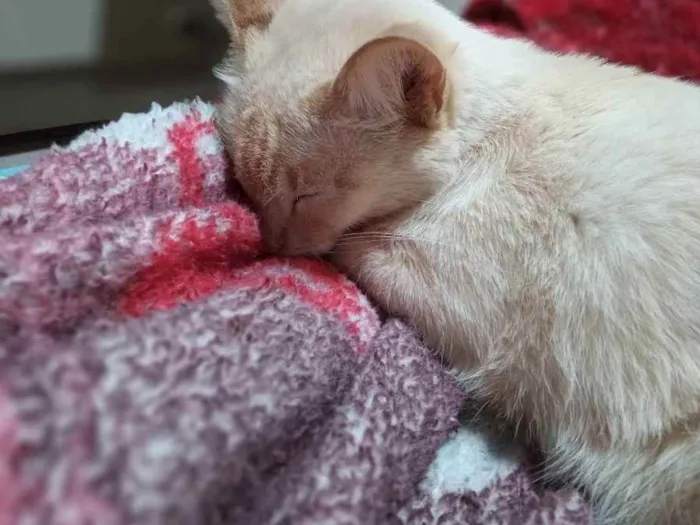 Gato ra a Nina de raça Siamesa  idade 1 ano nome Lili e Nina 