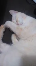 Lili e Nina 